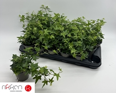 Hedera Helix Jacobine 9Ø 12cm