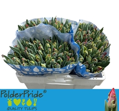 Tulip Parrot Rococo 35cm 30gr.