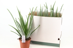 Aloe Vera 19Ø 55cm