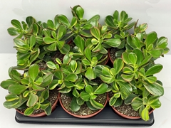 Crassula Ovata 15Ø 15cm