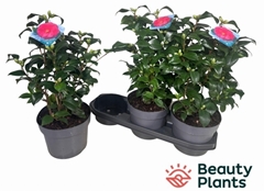 Camellia Mary Williams 19Ø 40cm