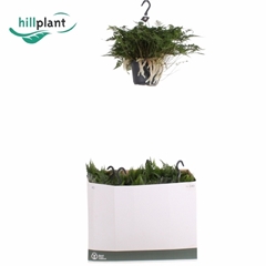 Humata Tyermannii 17Ø 30cm
