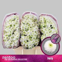 Chrysanth Santini Ferry 55cm 48gr.