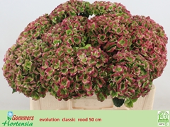 Hydrangea Revolution Classic 50cm 11-13cm Hd