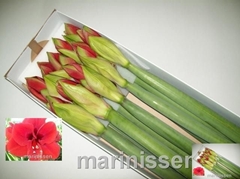 Hippeastrum Ferrari 80cm