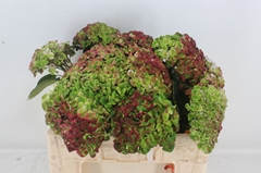 Hydrangea Revolution Classic 50cm 13-15cm Hd