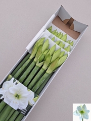 Hippeastrum Albarino 80cm