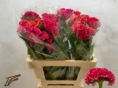 Celosia Coral Diamond 56cm