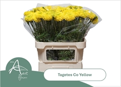 Tagetes Coco Yellow 80cm