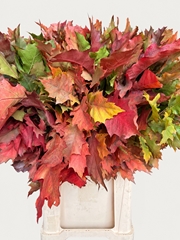 Quercus Rubra 80cm
