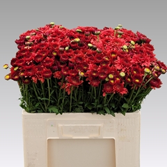 Chrysanth Spray Beppie Super Red 55cm 60gr.