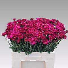 Chrysanth Spray Beppie 55cm 55gr.