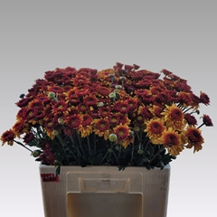 Chrysanth Spray Beppie Bronze 55cm 55gr.