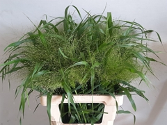 Panicum Fontaine 70cm