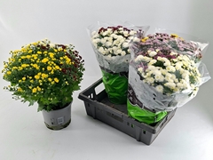 Chrysanthemum Jasoda Mix In Pot 19Ø 40cm