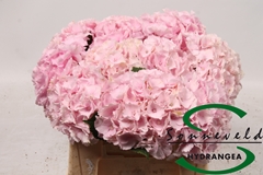 Hydrangea Lolly Pop Pink 40cm 7-9cm Hd