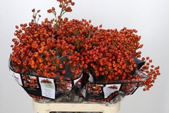 Rosa Hiphop Sunset 90cm