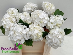 Hydrangea White Verena 50cm 13-15cm Hd