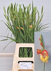 Gladiolus Primulinus Las Vegas 70cm 20gr.