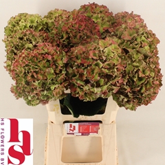 Hydrangea Royal Breeze Classic Rose 60cm 18-20cm Hd