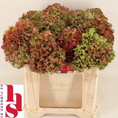 Hydrangea Royal Breeze Classic Rose 50cm 16-18cm Hd