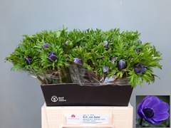 Anemone Coronaria Marianne Blue 40cm