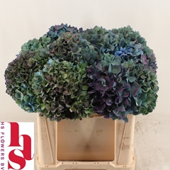 Hydrangea Pimpernel Classic 50cm 15-17cm Hd