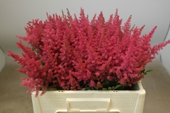 Astilbe Else Schluck 55cm