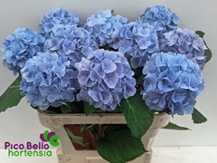 Hydrangea Verena Blue 80cm 18-20cm Hd