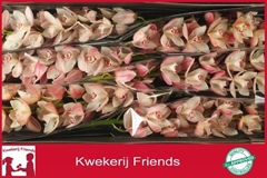 Cymbidium Summer Magic Pink 80cm