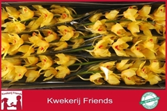 Cymbidium Golden Fleece 80cm