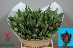 Tulip Double Palmyra 40cm 35gr.