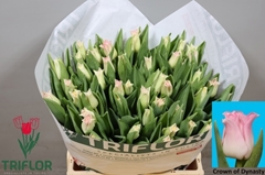 Tulip Coronet Crown Of Dynasty 40cm 33gr.