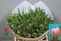 Tulip Double Double Price 35cm 35gr.