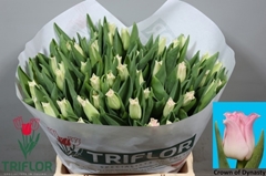 Tulip Coronet Crown Of Dynasty 40cm 35gr.