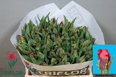 Tulip Parrot Seadov Parrot 30cm 30gr.