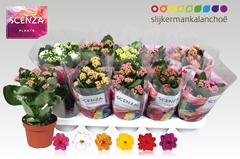 Kalanchoe Double Mix 12Ø 21cm