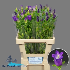 Campanula Champion Blue 65cm