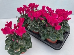 Cyclamen Midi Super Serie Macro 13Ø 30cm