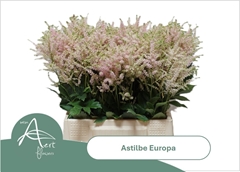 Astilbe Europa 45cm
