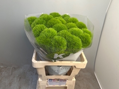 Dianthus Barb Kiwi Mellow Cool 60cm