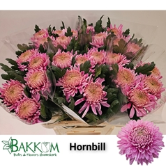 Chrysanth Single Hornbill 80cm 115gr.