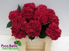 Hydrangea Rubyred 50cm 11-13cm Hd