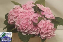 Hydrangea Verena 40cm 11-13cm Hd
