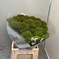 Dianthus Barb Kiwi Cherry 48cm