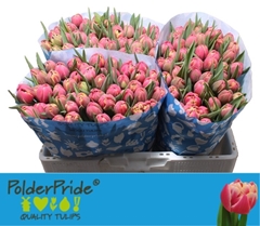 Tulip Double Columbus 40cm 28gr.
