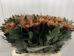 Chrysanth Single Tula Copper 70cm 75gr.