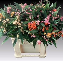 Euphorbia Fulgens Spray Mix 60cm 5cm Hd