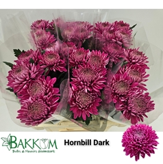 Chrysanth Single Hornbill Dark 70cm 85gr.