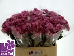 Chrysanth Spray Gompie Purple 60cm 35gr.